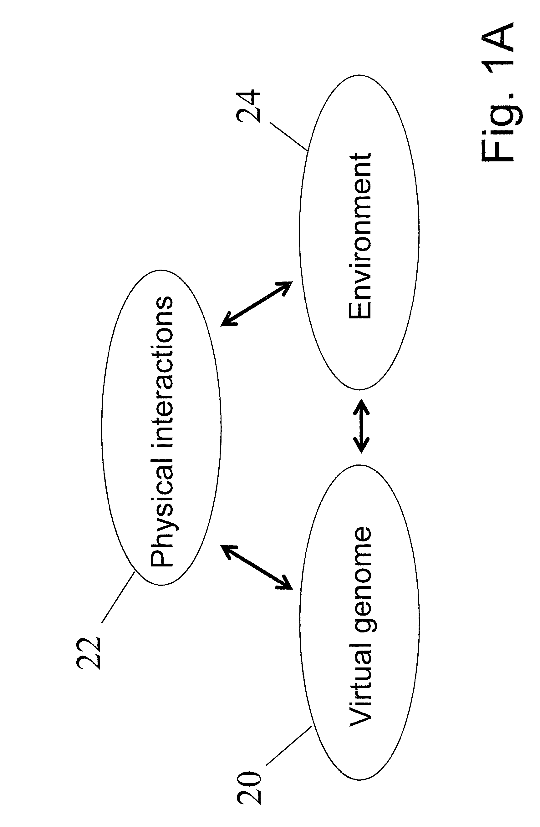 Virtual tissue with emergent behavior and modeling method for producing the tissue