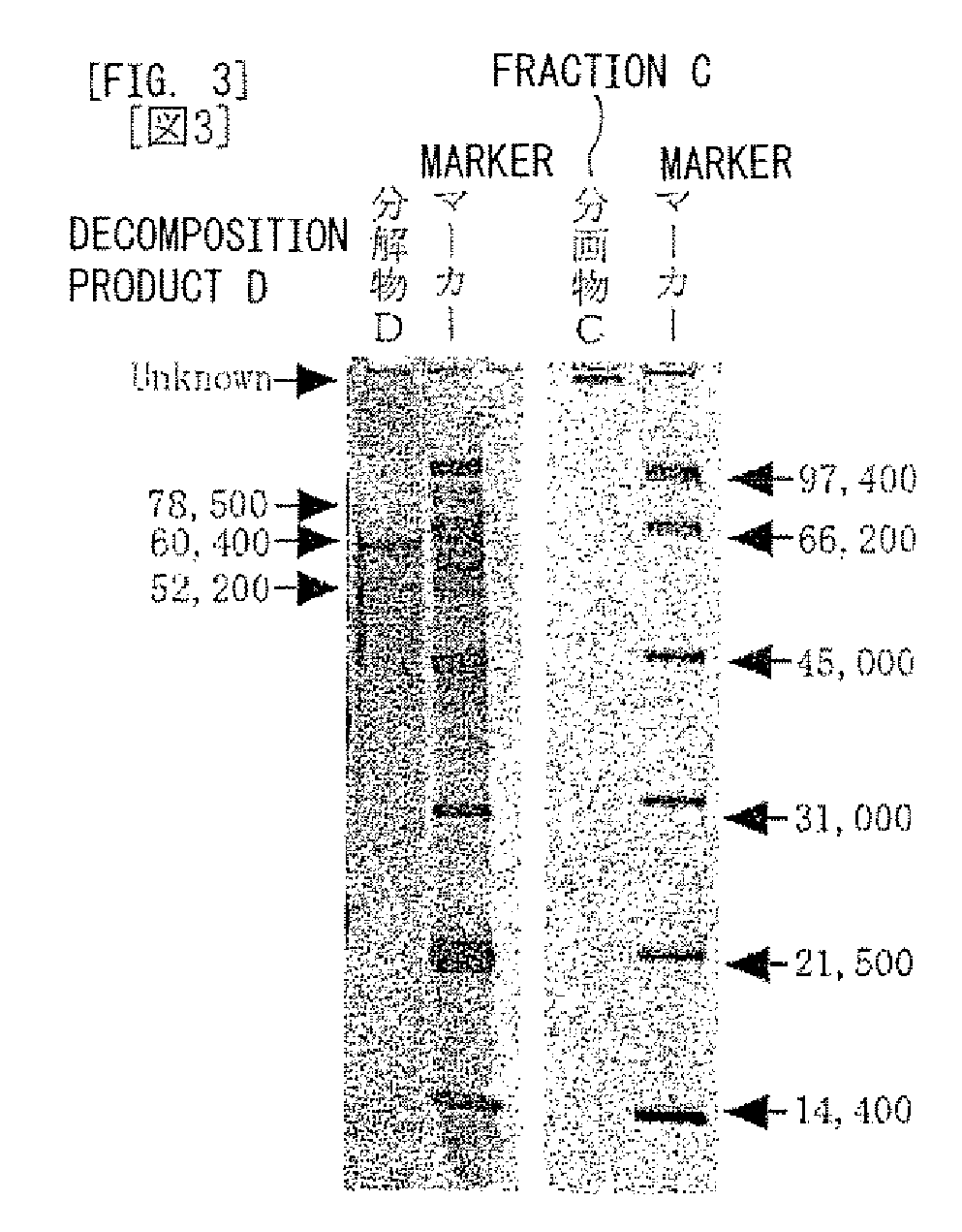 Polysaccharides and protein conjugate, and emulsifiers and emulsions containing it