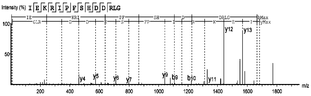 Drosophila melanogaster polypeptide for promoting tissue repair as well as preparation method and application thereof