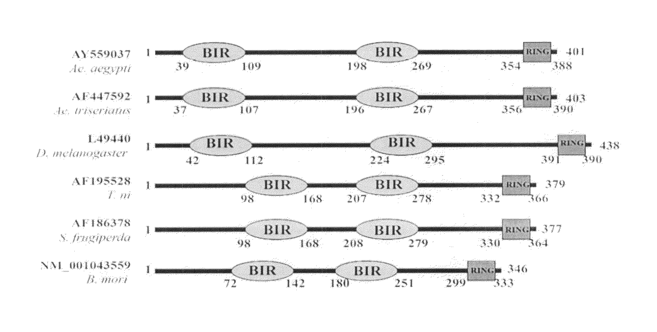 Pesticidal double stranded RNA composition and method of use thereof