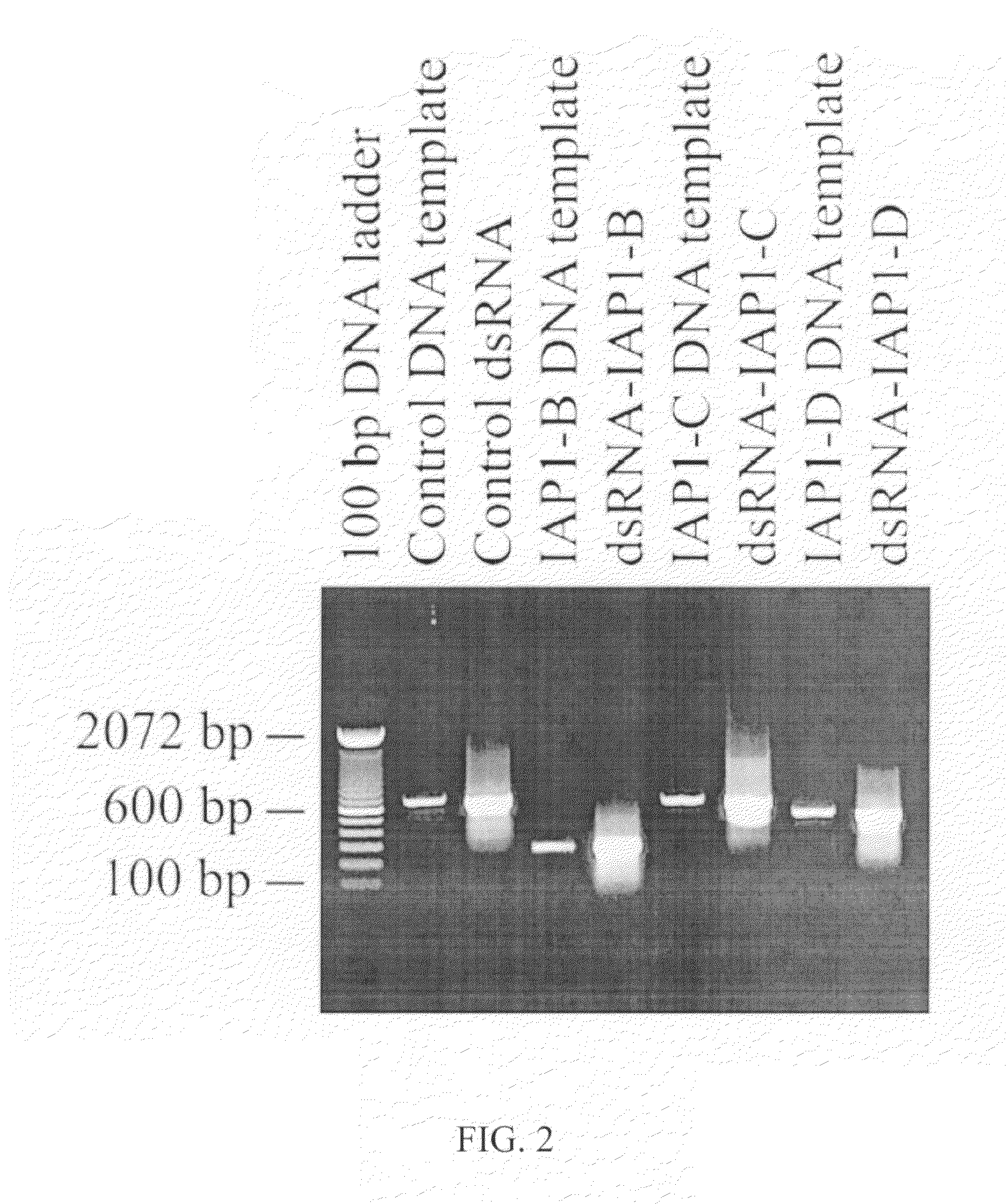 Pesticidal double stranded RNA composition and method of use thereof