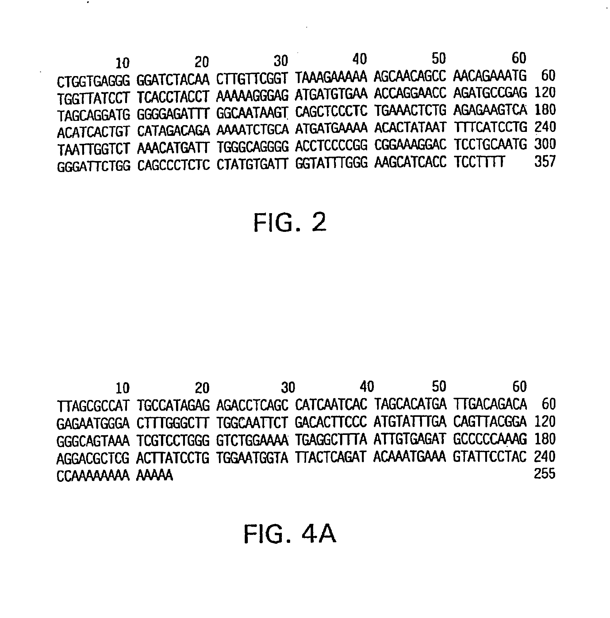 Compositions and methods for the treatment and diagnosis of immune disorders