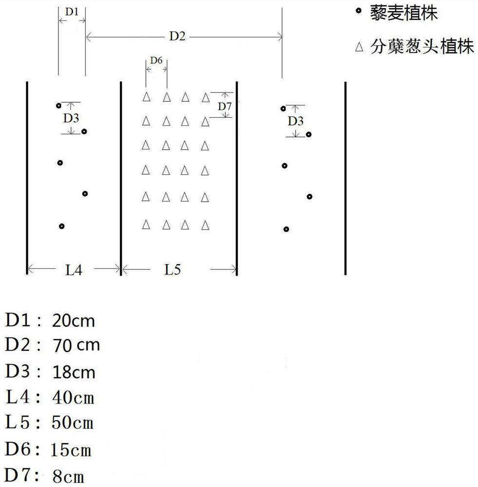 A kind of quinoa planting and cultivation method, quinoa rice wine and preparation method thereof