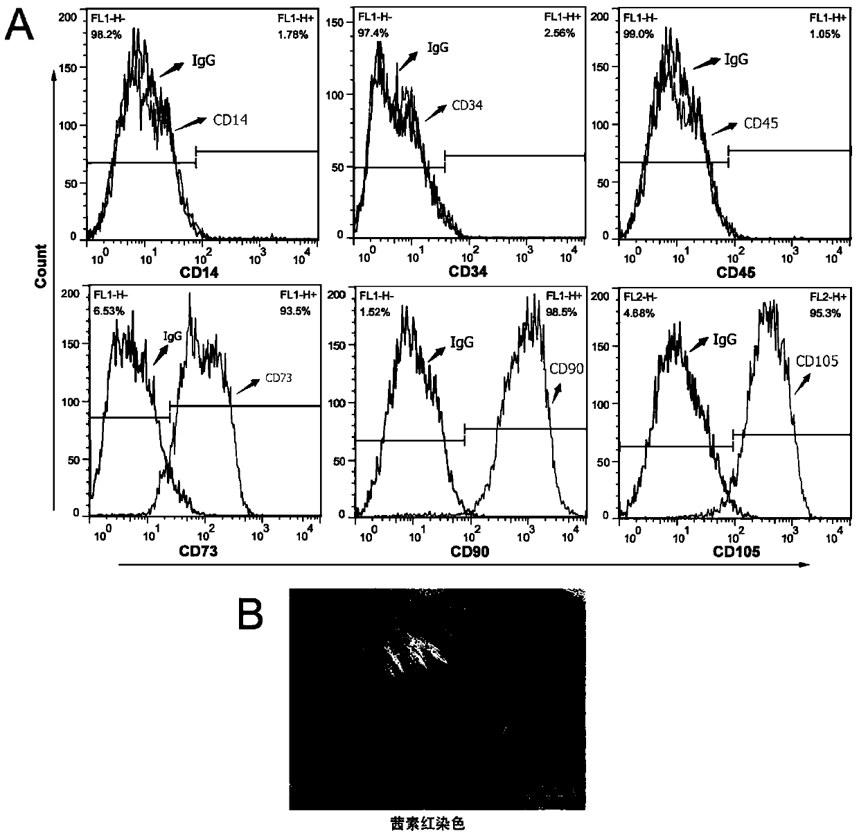 Application of a kind of mesenchymal stem cell in preparation of medicine for treating m5 leukemia