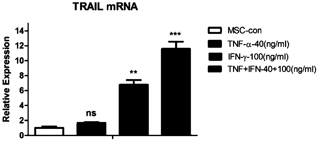 Application of a kind of mesenchymal stem cell in preparation of medicine for treating m5 leukemia