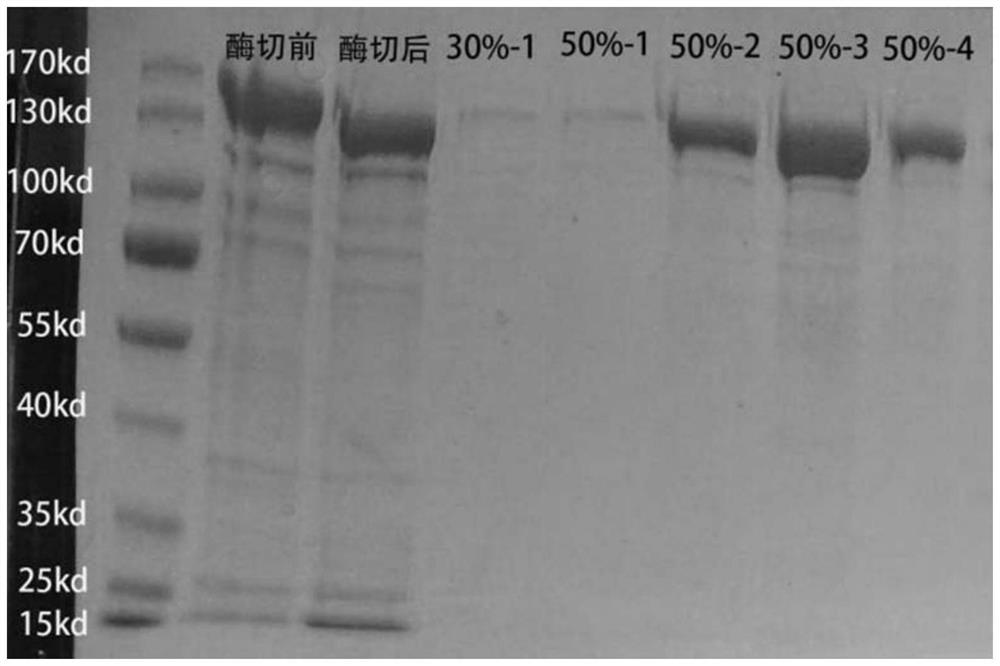 An effective cas13a-based anti-dengue virus nucleic acid target and its application