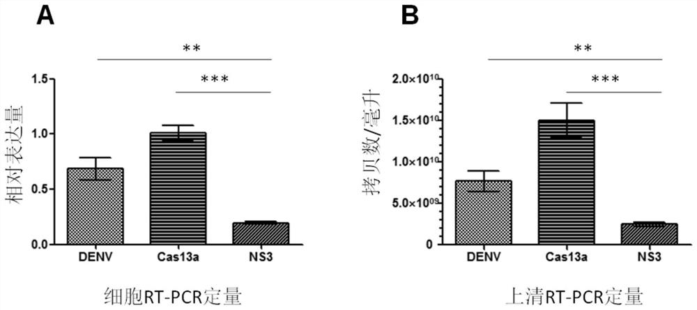 An effective cas13a-based anti-dengue virus nucleic acid target and its application