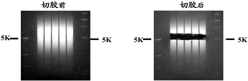 Double-stranded linker, its application and method for constructing paired-end dna library