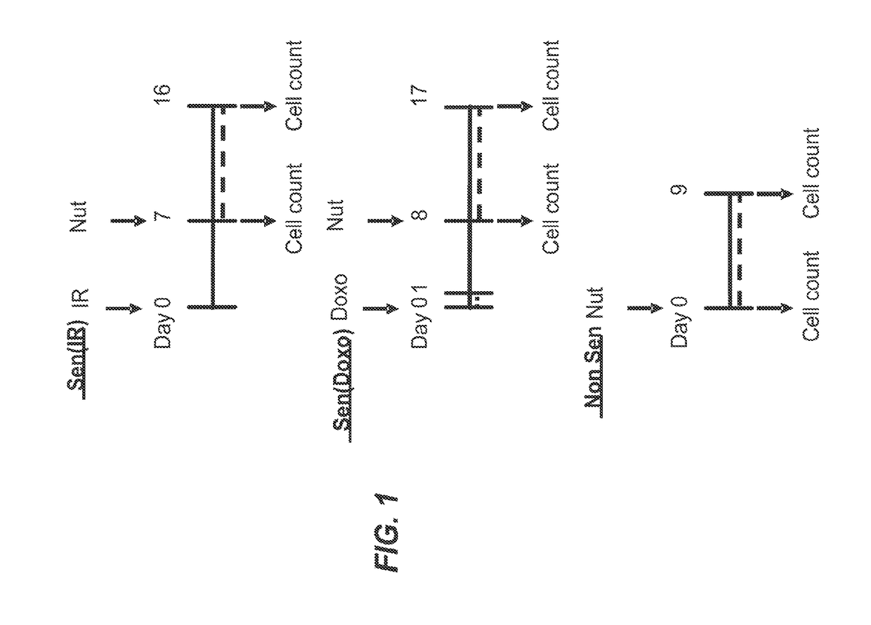 Methods and compositions for killing senescent cells and for treating senescence-associated diseases and disorders
