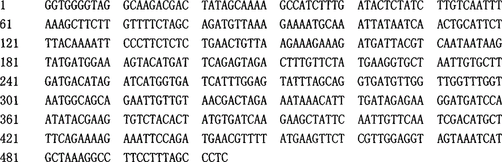 Towel gourd virus resistance-related gene segment or gene marker and application