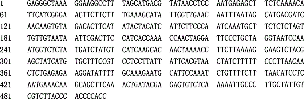 Towel gourd virus resistance-related gene segment or gene marker and application