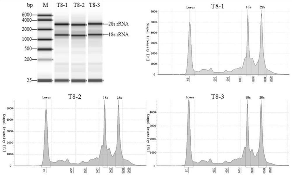A method for extracting high-quality total RNA from grass carp mesenteric adipose tissue