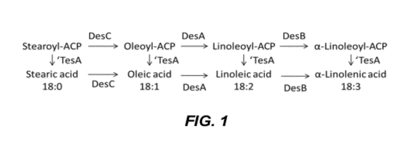 Microorganisms and methods for producing unsaturated fatty acids