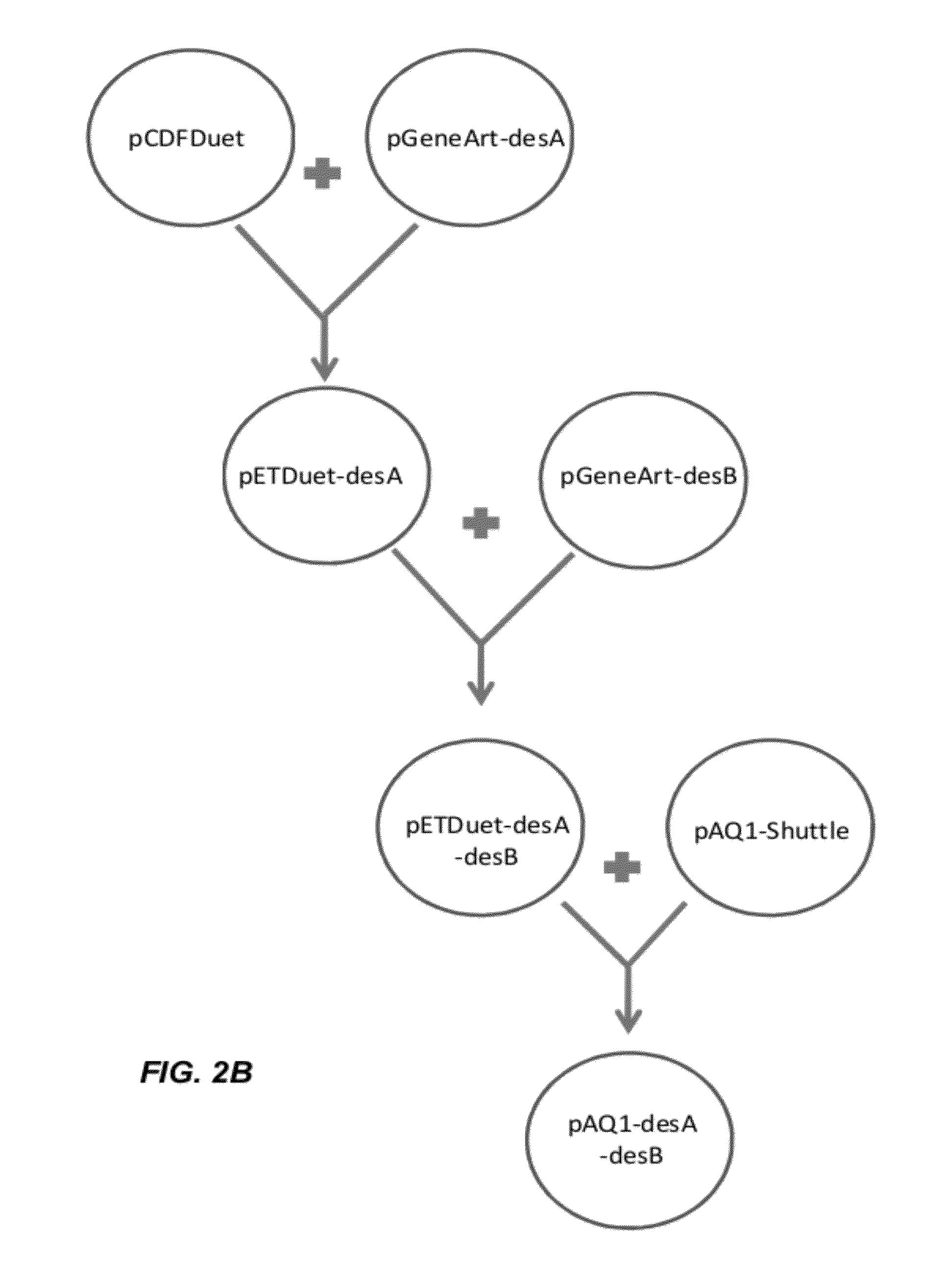 Microorganisms and methods for producing unsaturated fatty acids
