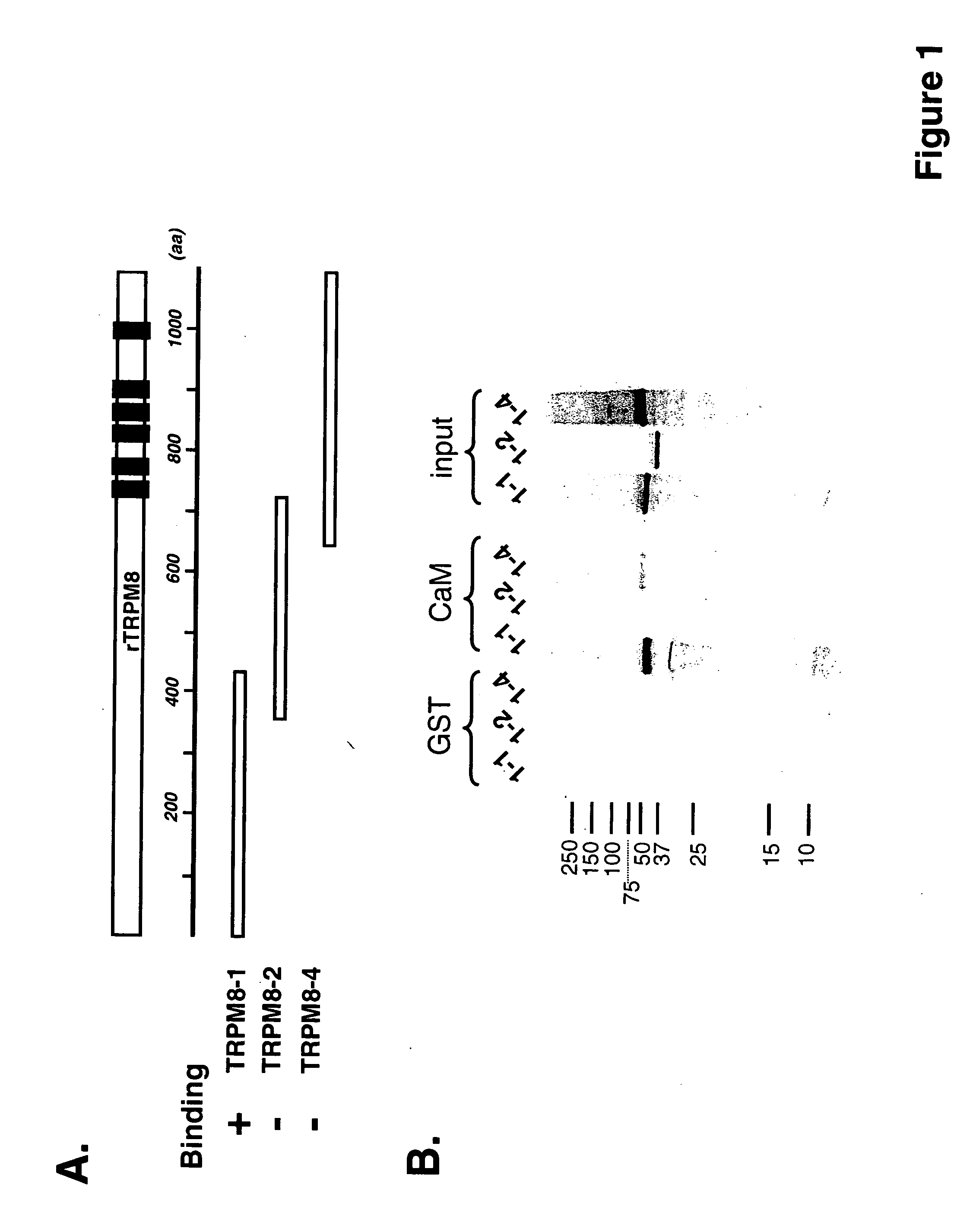 Polypeptide complex of TRPM8 and calmodulin and its uses thereof