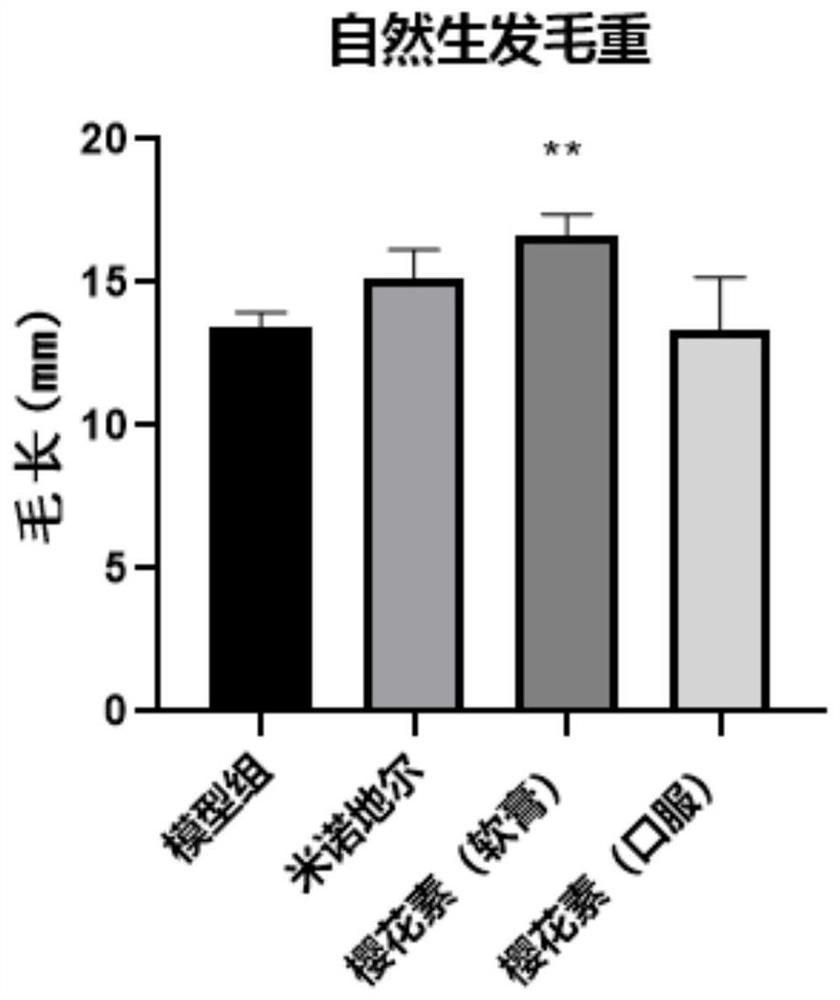 Application of sakuranetin in hair loss prevention and hair growth