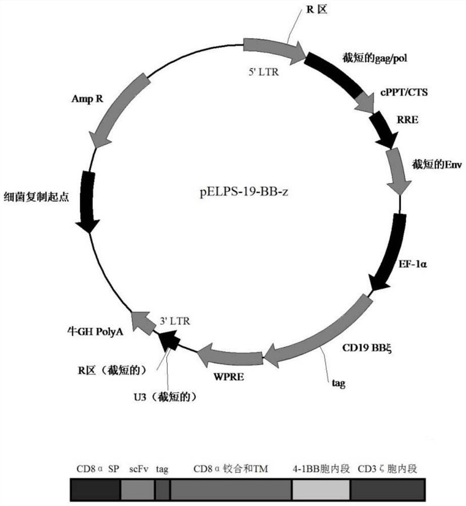 A kind of chimeric antigen receptor car of cik cell and its application