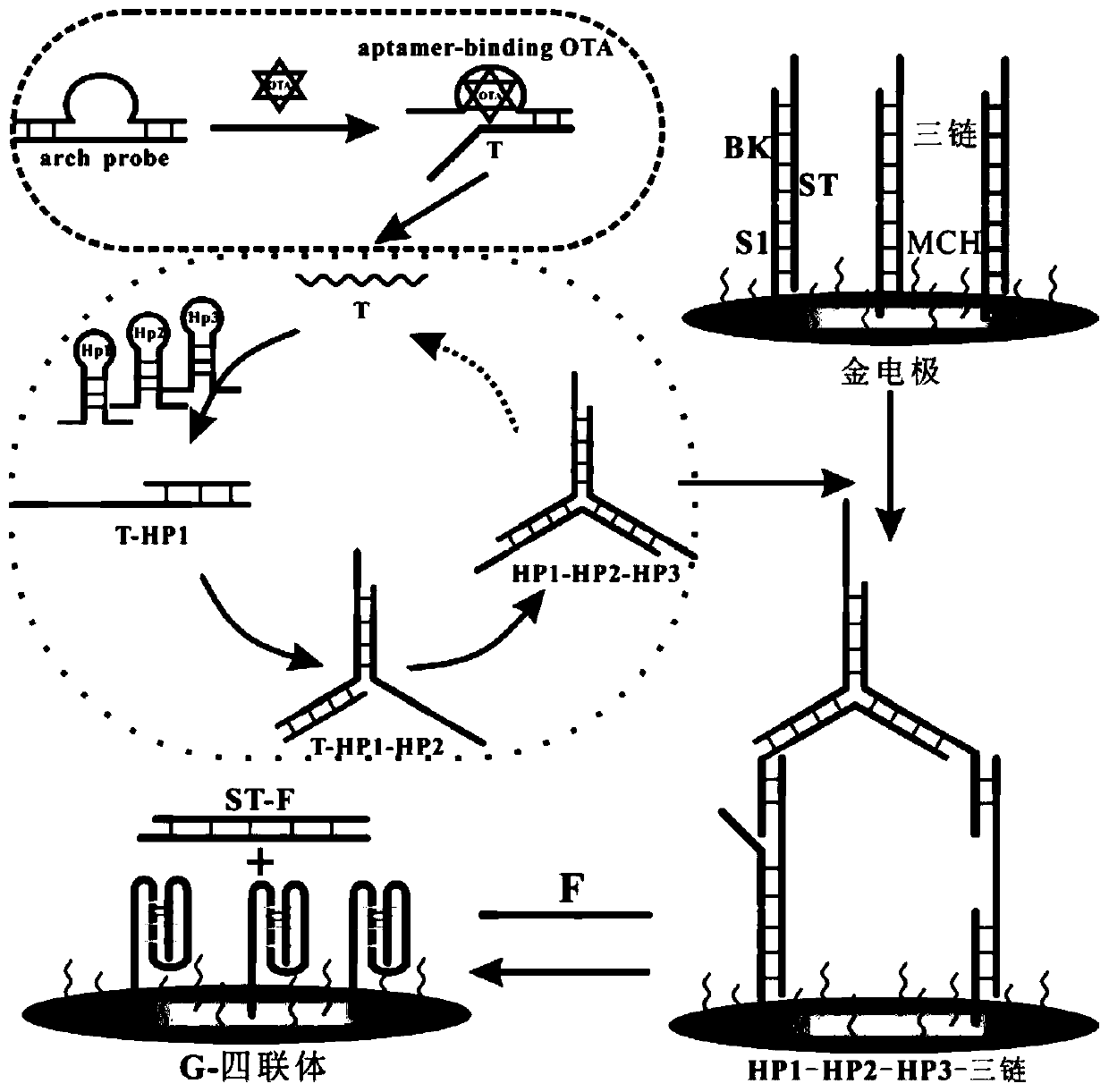 Electrochemical biosensor for detecting ochratoxin A and preparation method of electrochemical biosensor