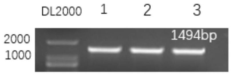 Expression vector of membrane protein AmpG and expression and purification method of membrane protein AmpG