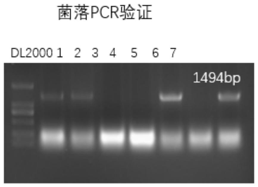 Expression vector of membrane protein AmpG and expression and purification method of membrane protein AmpG