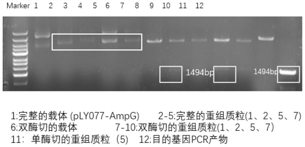 Expression vector of membrane protein AmpG and expression and purification method of membrane protein AmpG