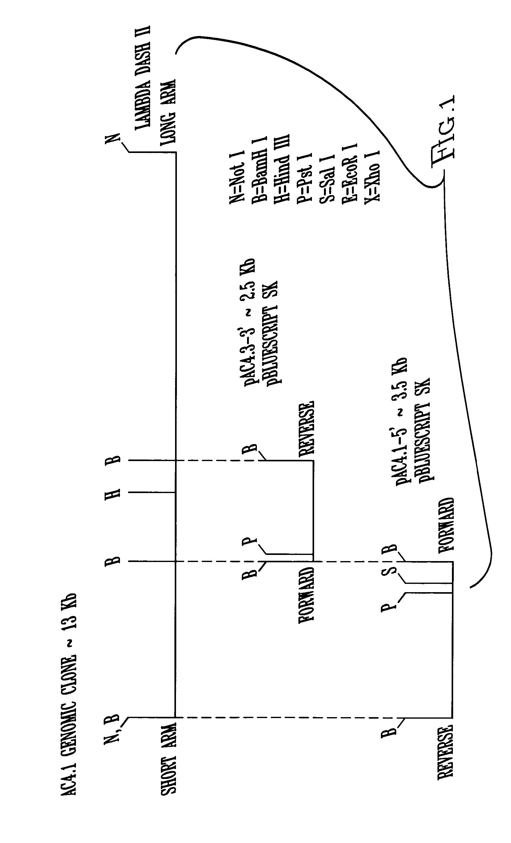 Male tissue-preferred regulatory sequences of Ms45 gene and method of using same