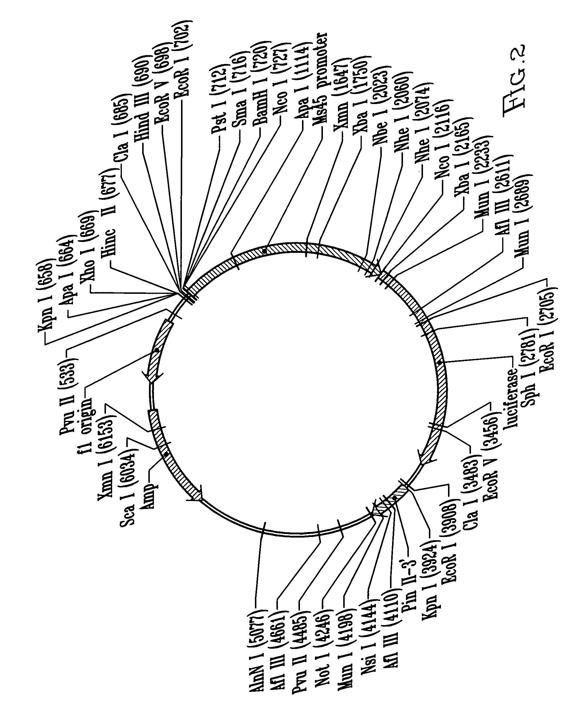 Male tissue-preferred regulatory sequences of Ms45 gene and method of using same