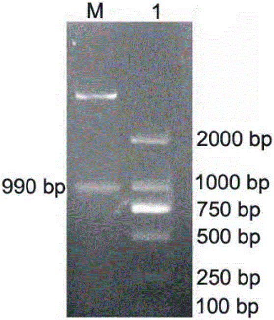 Pesticin and phage lysozyme fusion protein and encoding gene and application thereof