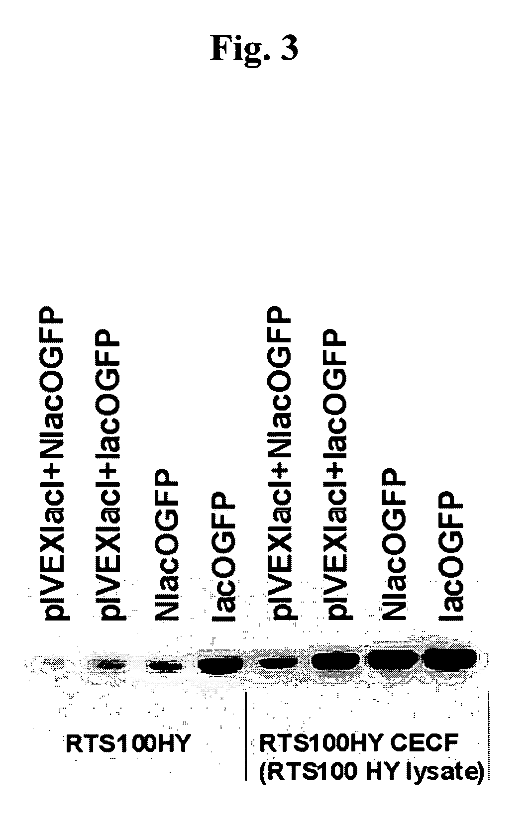 Stabilization of linear double-stranded DNA in the presence of exonucleases