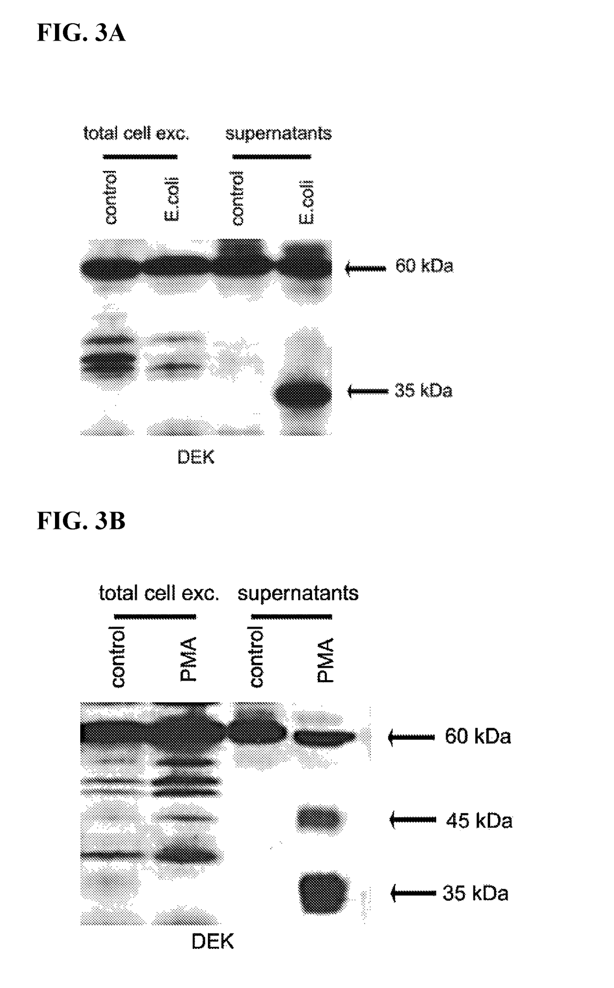 Inhibitors of DEK protein and related methods