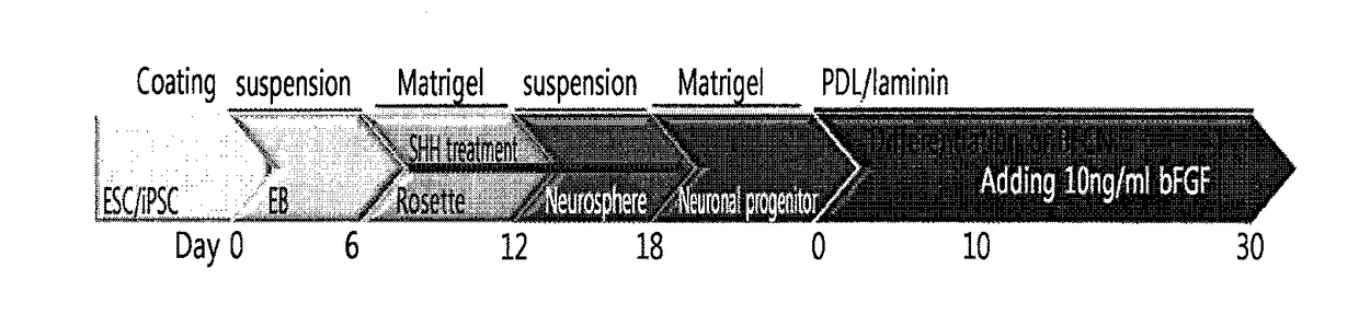 Method for producing cholinergic neural cells