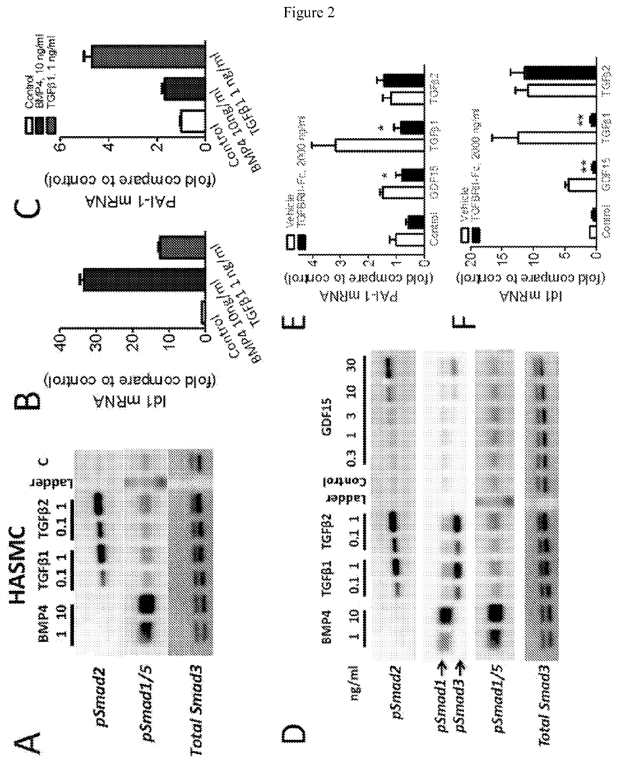 Methods for treating pulmonary hypertension with a TGF-beta type II receptor-FC fusion protein