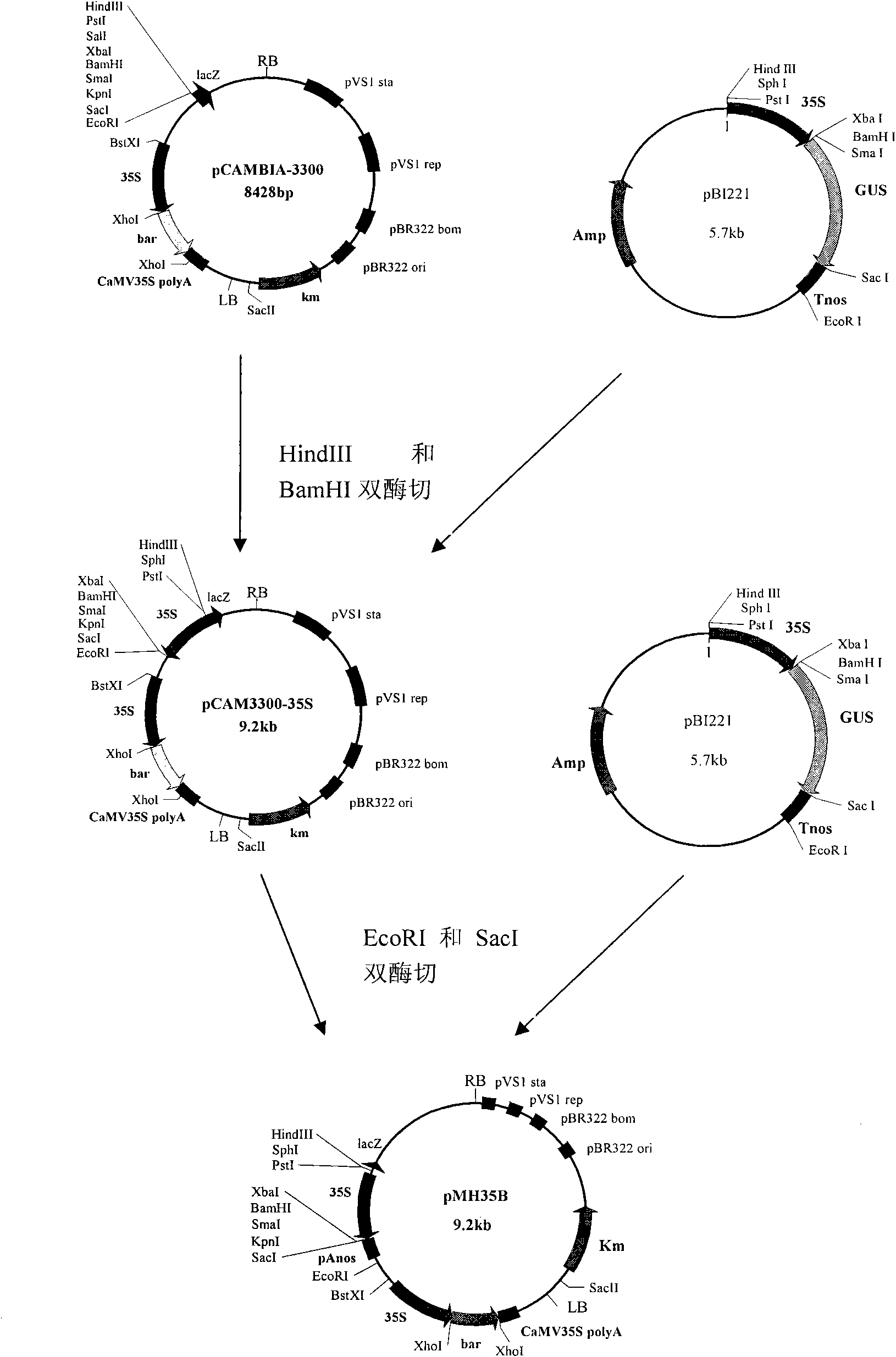 Expression vector capable of efficiently deleting selectable marker gene of transgenic plant and construction method thereof