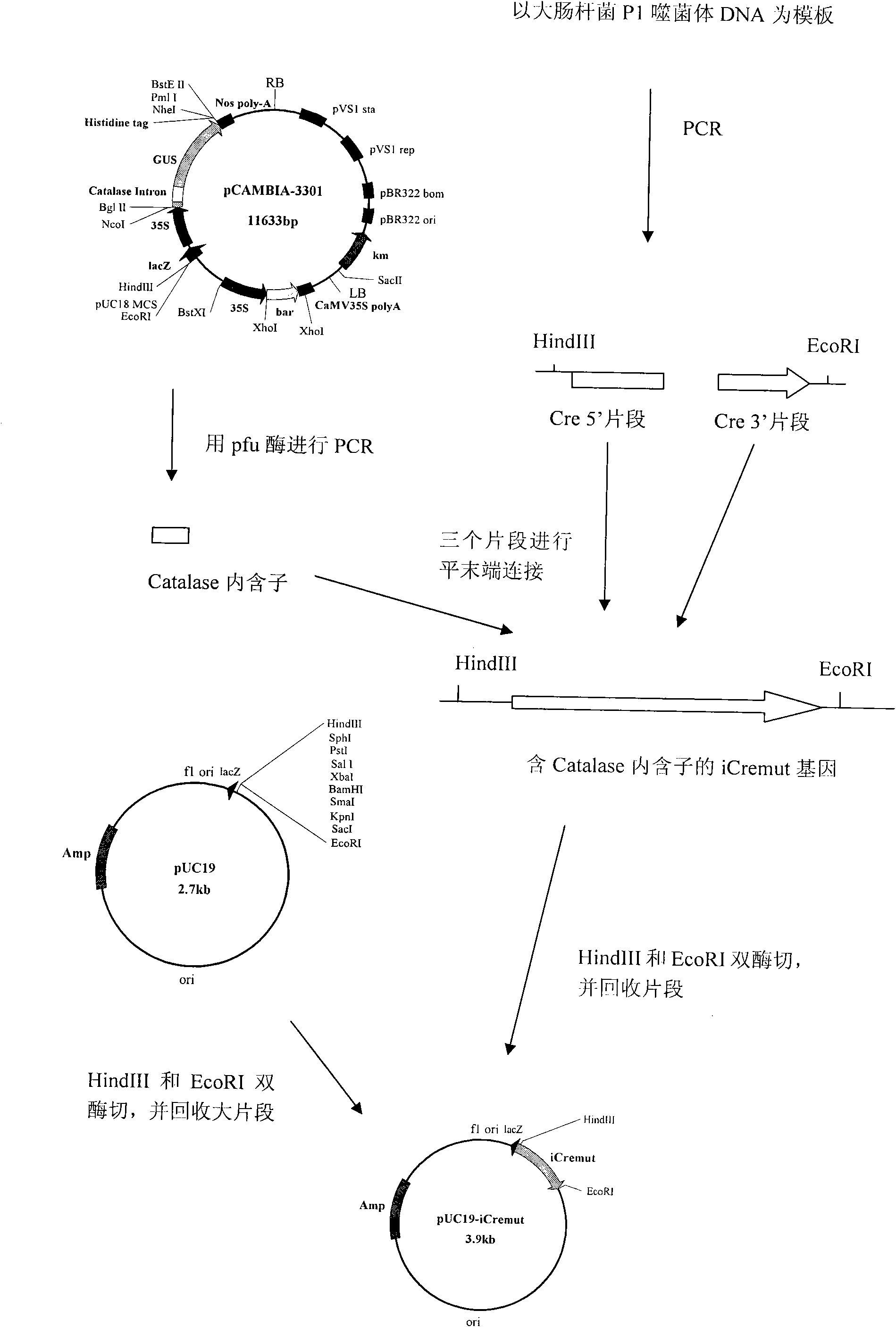 Expression vector capable of efficiently deleting selectable marker gene of transgenic plant and construction method thereof