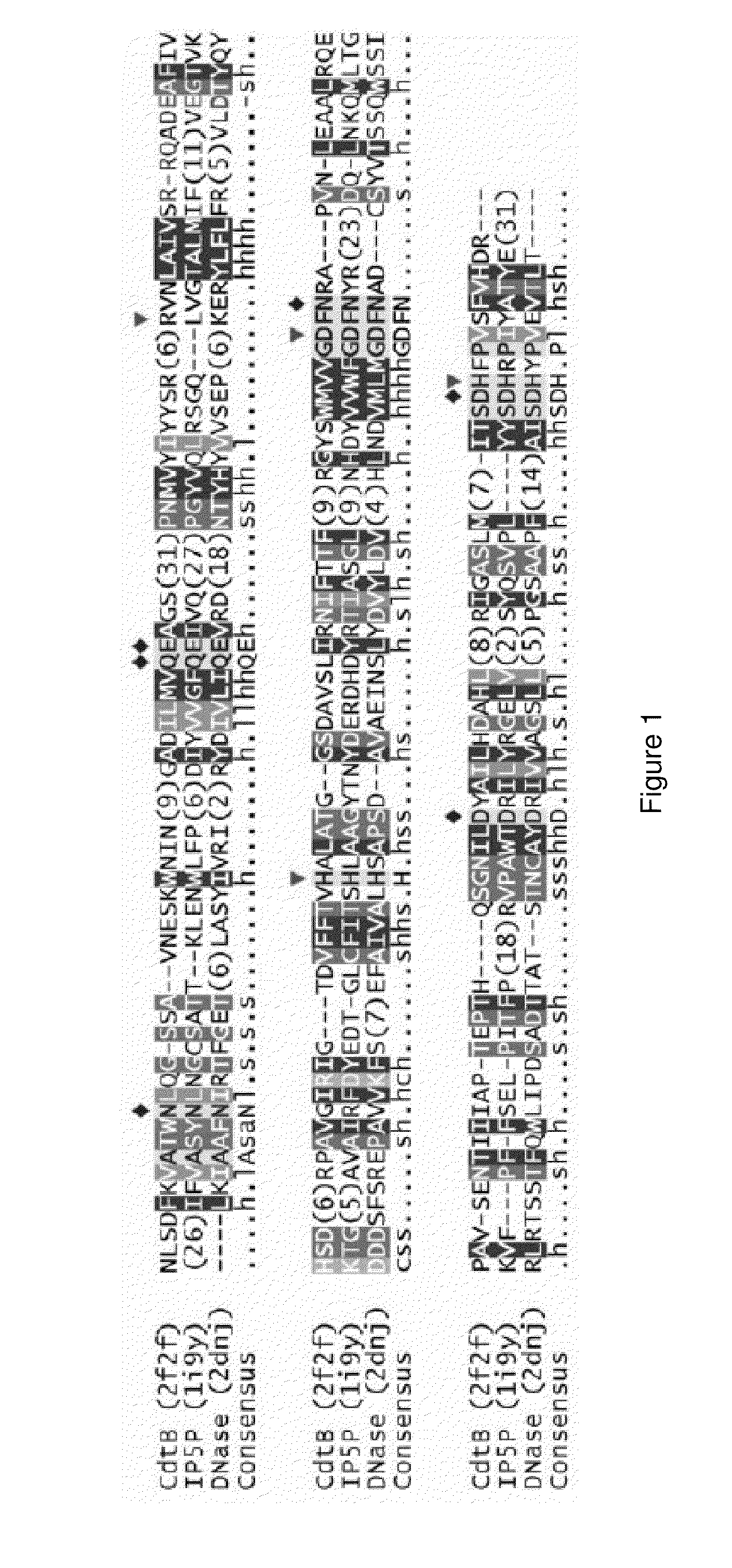 Cytolethal distending toxin and use thereof