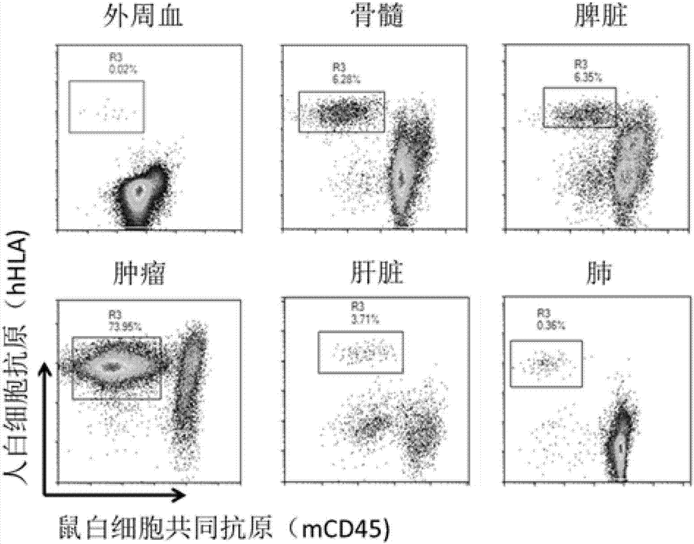 Circulating tumor cell mouse model and construction method and application thereof