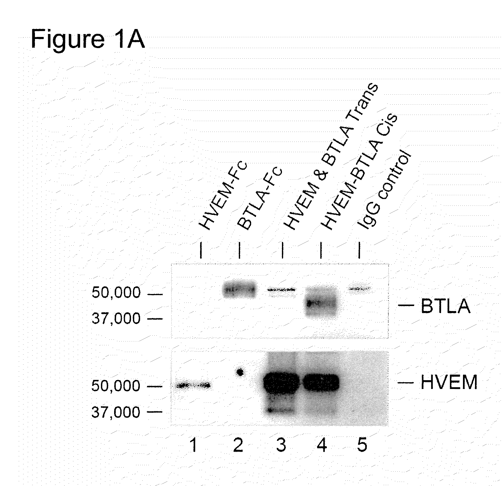 Methods of modulating hvem, btla and cd160 cis complex response or signaling activity with soluble light polypeptide sequences