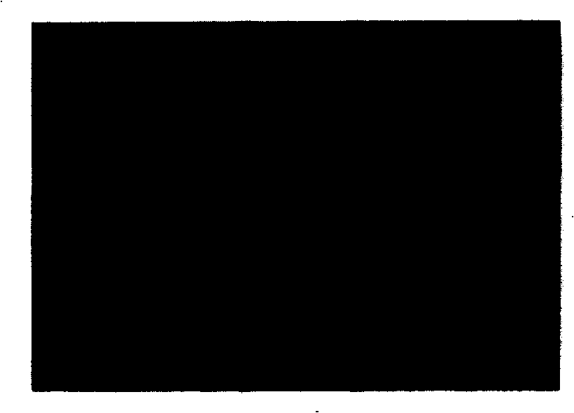 Injection type tissue engineering bone renovation material and construct method thereof