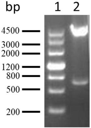 Pseudomonas aeruginosa gene engineering vaccine candidate antigen PA5505 purification method