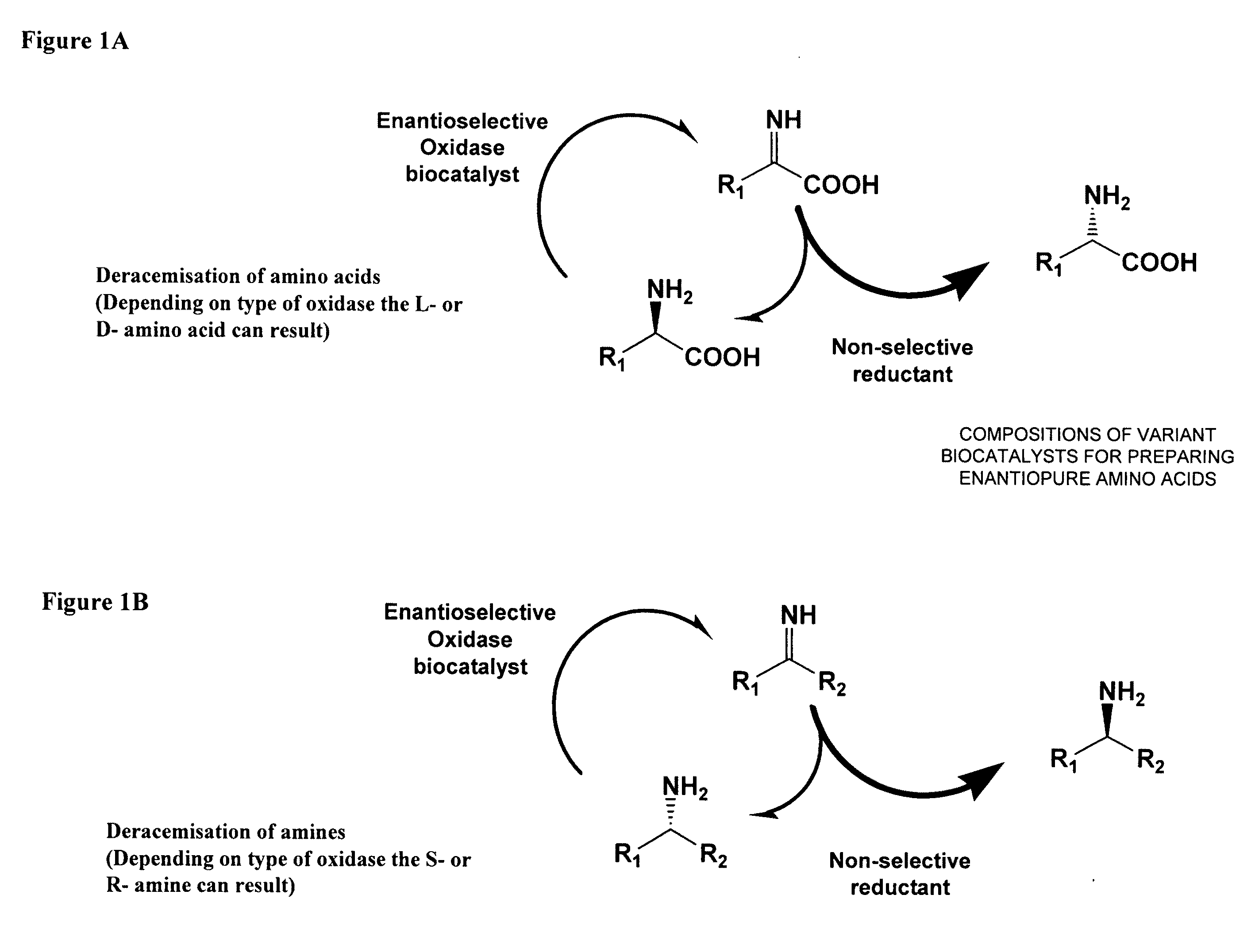 Compositions of variant biocatalysts for preparing enantiopure amino acids