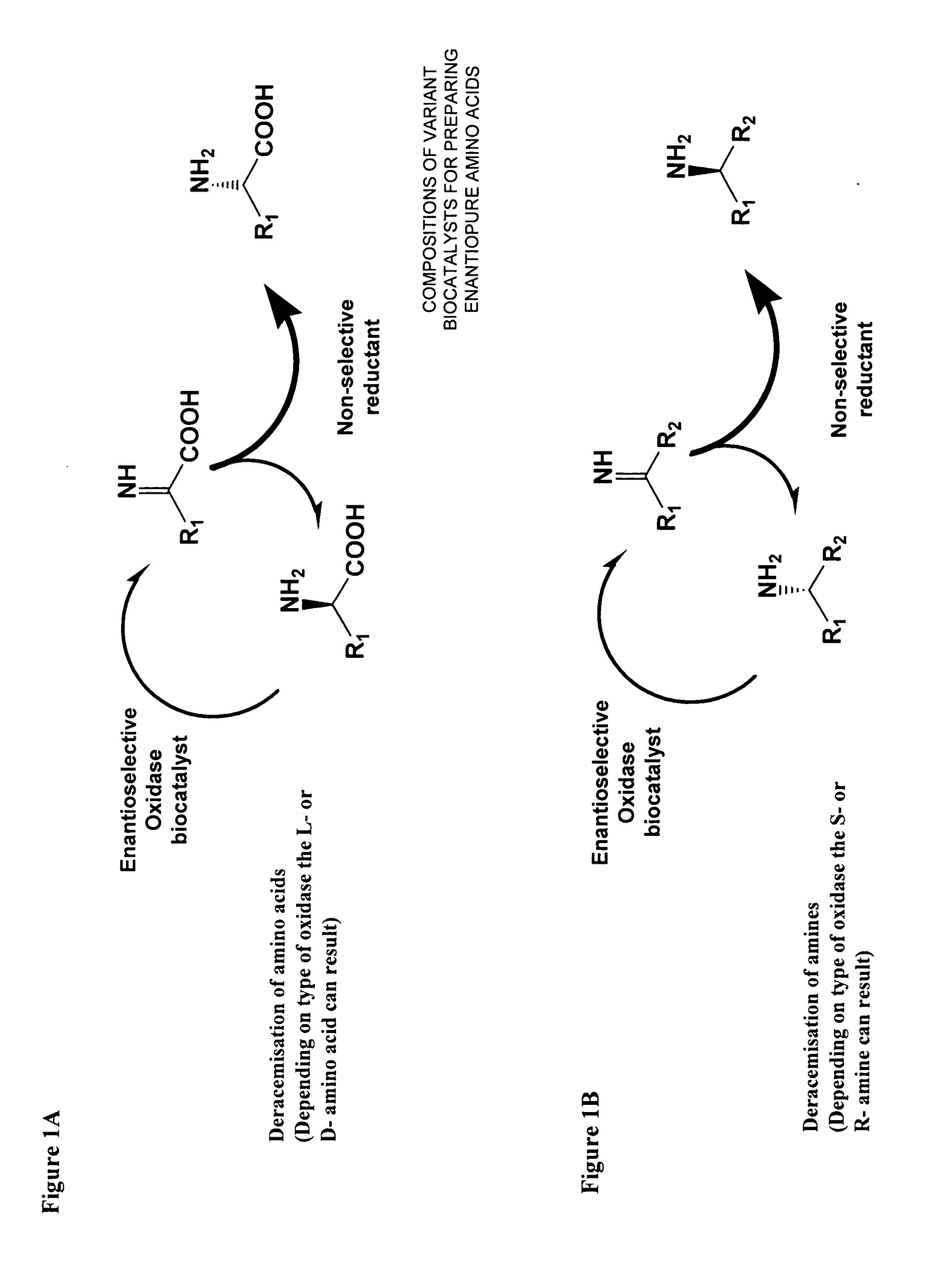 Compositions of variant biocatalysts for preparing enantiopure amino acids