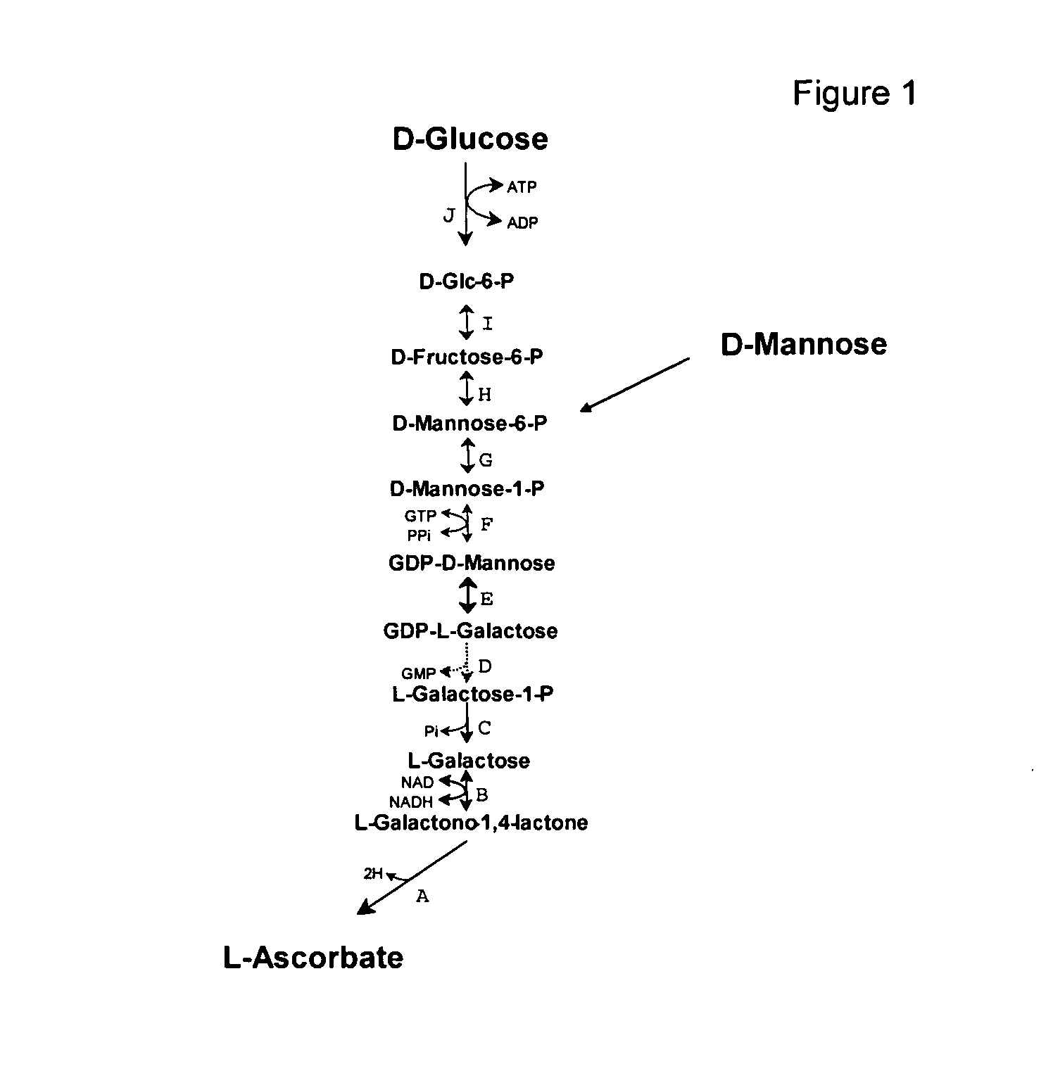 Ascorbic acid production from D-glucose in yeast