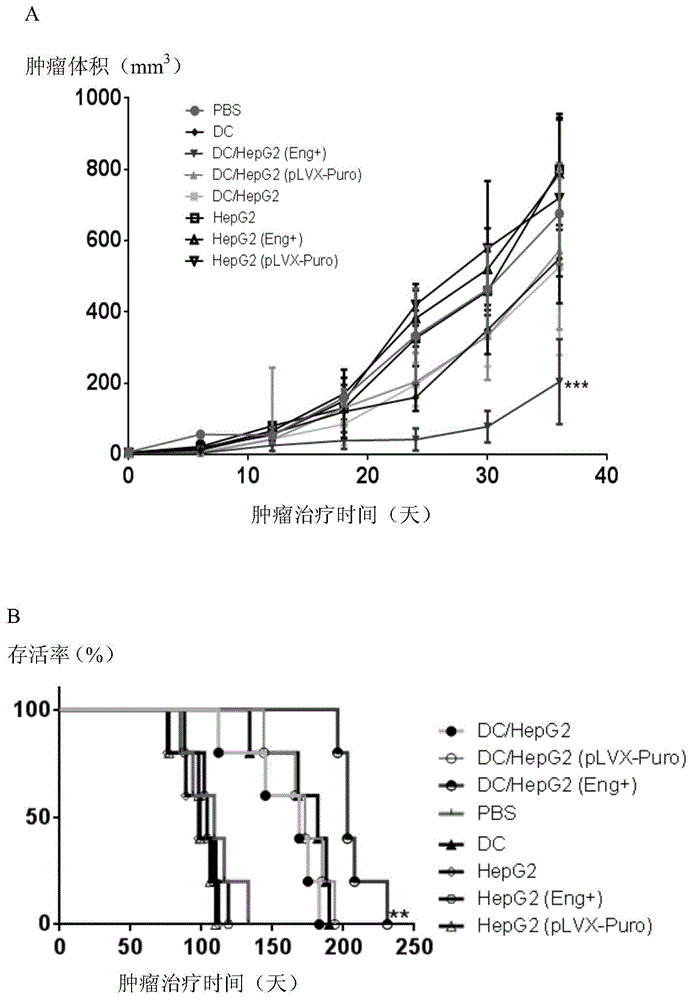 Cancer cell/DC fusion tumor vaccine for expressing Endoglin and preparation method for cancer cell/DC fusion tumor vaccine