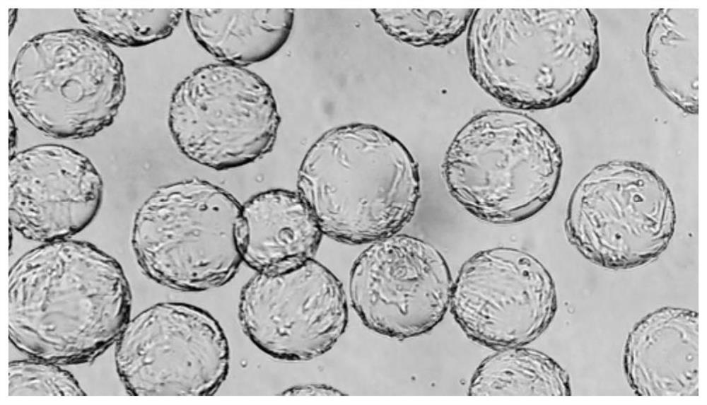 Method for culturing grouper cells by using bioreactor