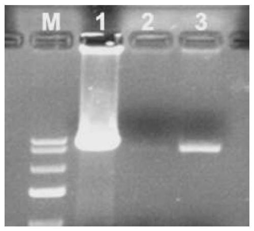 Suspension PK15 cell line for expressing pig CD163 and CD169 molecules