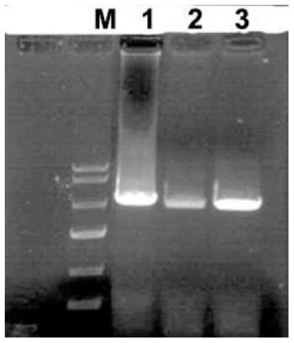 Suspension PK15 cell line for expressing pig CD163 and CD169 molecules