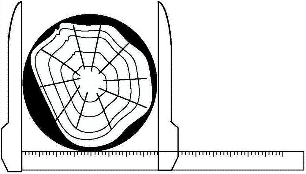 Diameter measurement device based on cut ruler