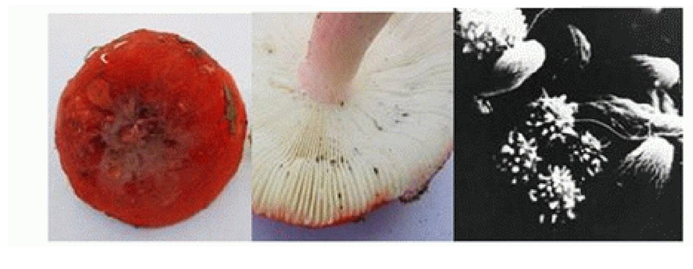 Russula vinosa Lindbl yield increasing fungi and using method thereof