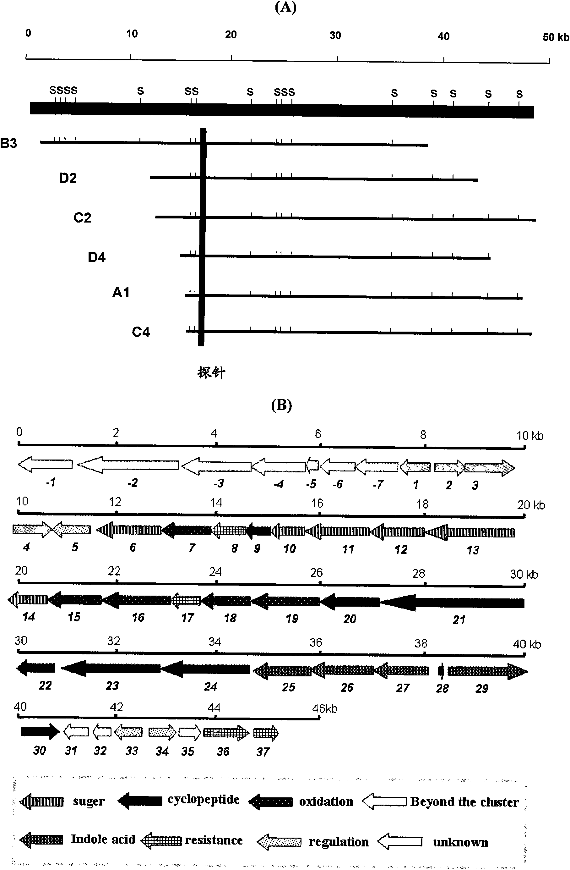 Biosynthesis gene cluster of Nocathiacins and application thereof