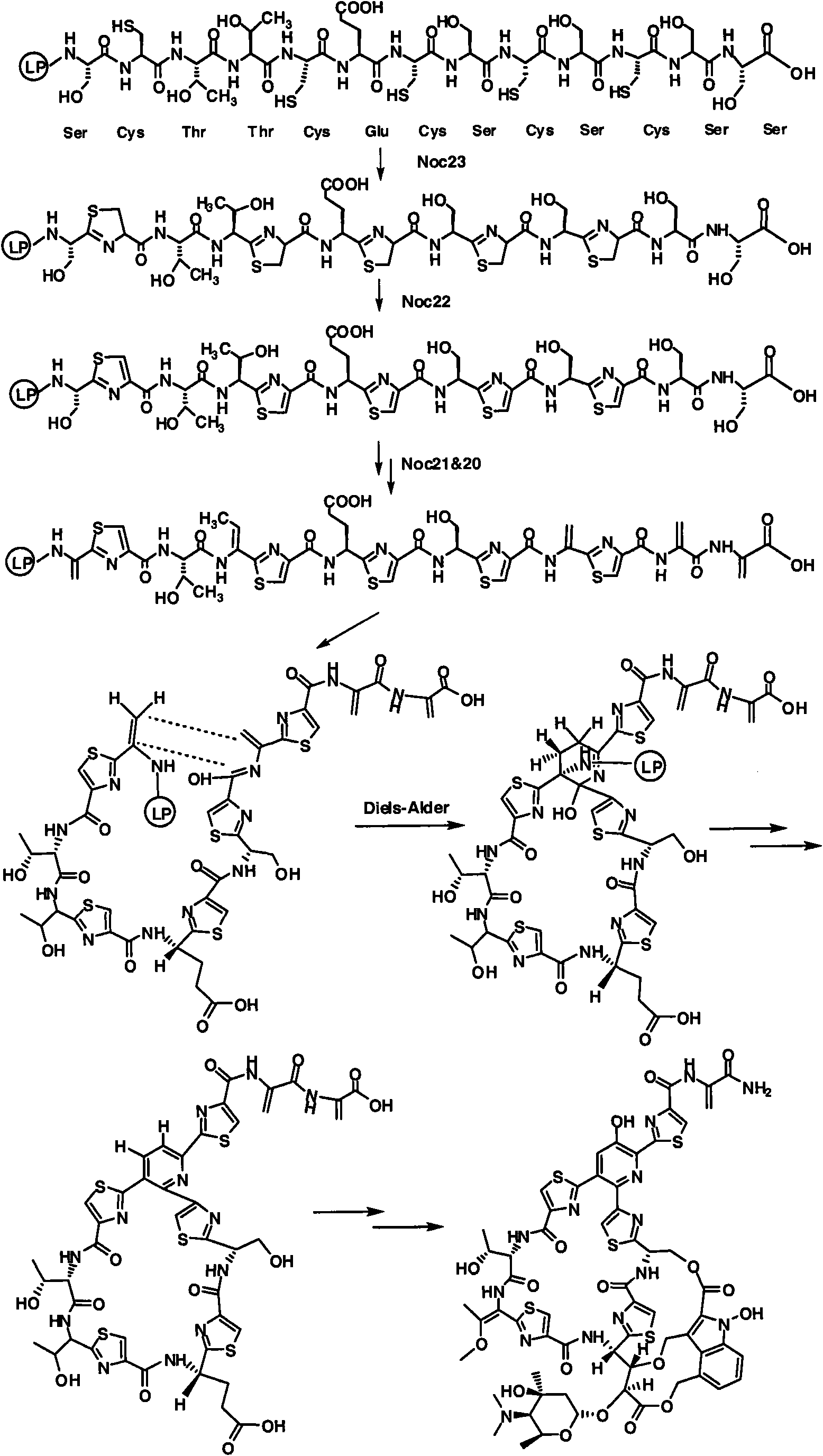Biosynthesis gene cluster of Nocathiacins and application thereof